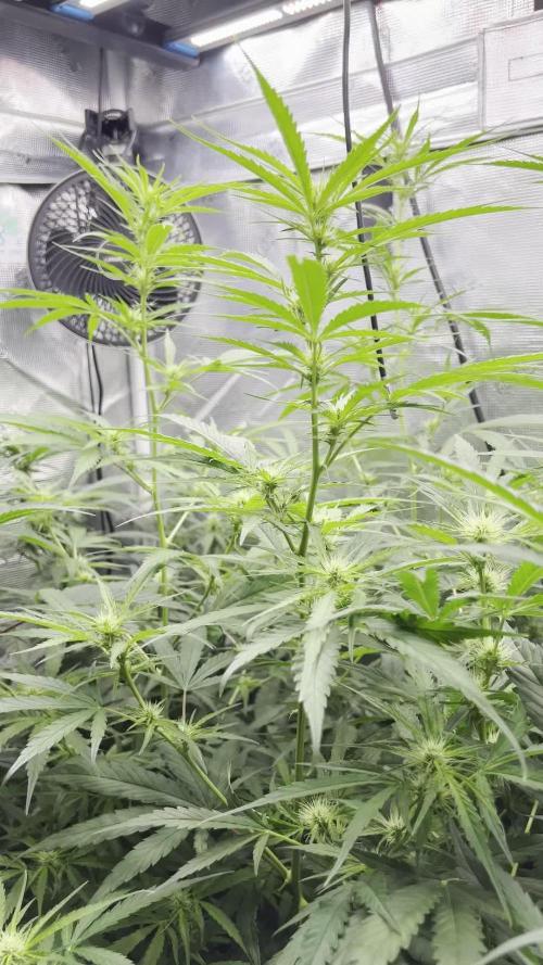 1Q2025 (ON Haze x Original Haze) x Northern Lights #2 [AGSeedco]