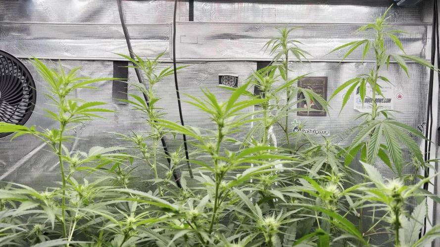 1Q2025 (ON Haze x Original Haze) x Northern Lights #2 [AGSeedco]