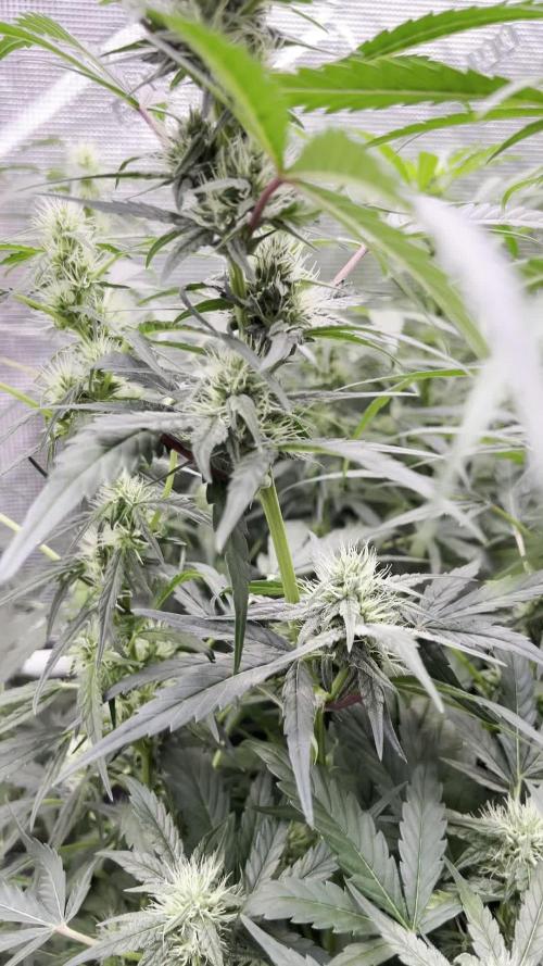 1Q2025 (ON Haze x Original Haze) x Northern Lights #2 [AGSeedco]