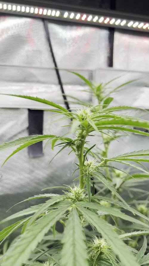 1Q2025 (ON Haze x Original Haze) x Northern Lights #2 [AGSeedco]