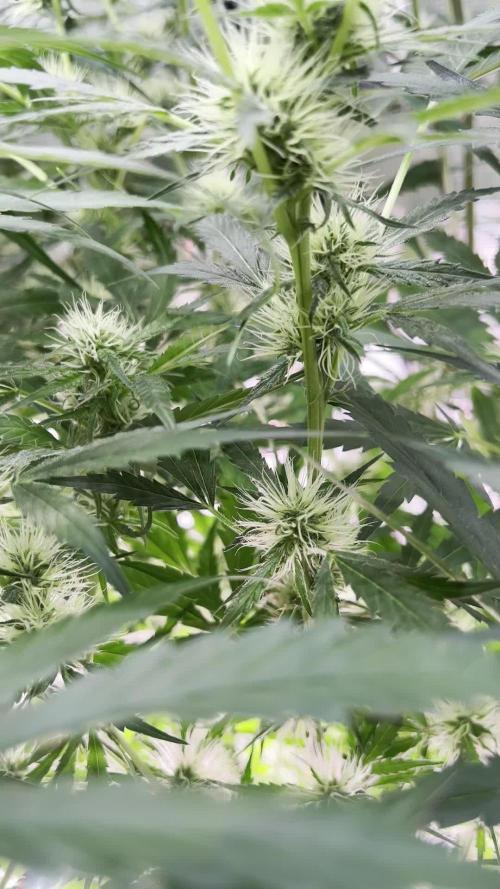 1Q2025 (ON Haze x Original Haze) x Northern Lights #2 [AGSeedco]