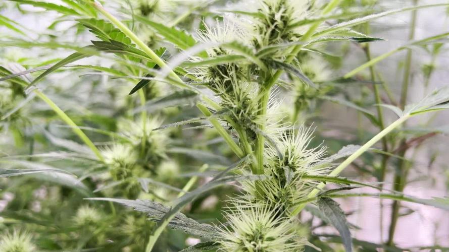 1Q2025 (ON Haze x Original Haze) x Northern Lights #2 [AGSeedco]