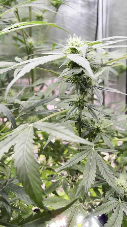 1Q2025 (ON Haze x Original Haze) x Northern Lights #2 [AGSeedco]