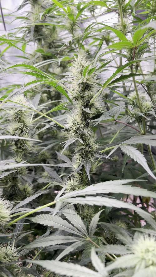 1Q2025 (ON Haze x Original Haze) x Northern Lights #2 [AGSeedco]