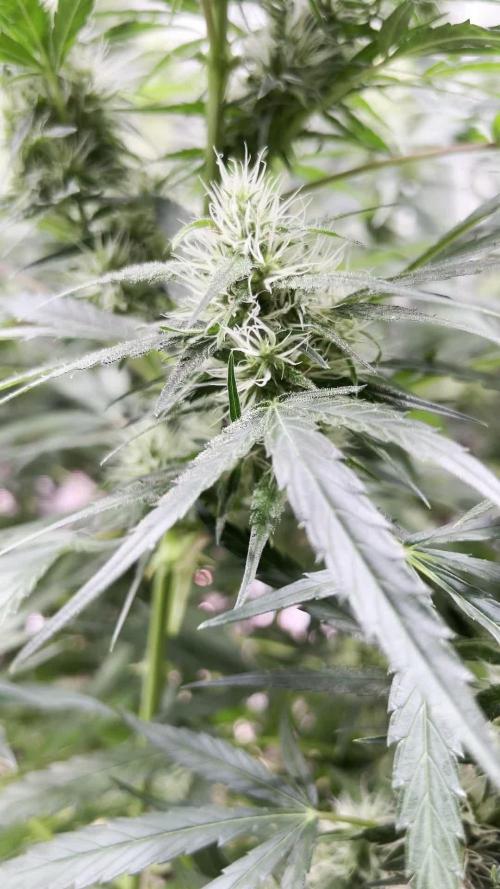 1Q2025 (ON Haze x Original Haze) x Northern Lights #2 [AGSeedco]