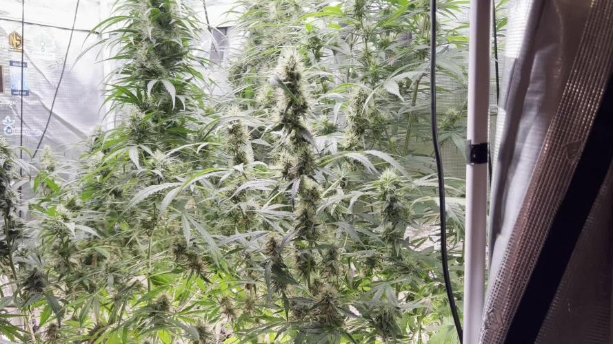 1Q2025 (ON Haze x Original Haze) x Northern Lights #2 [AGSeedco]