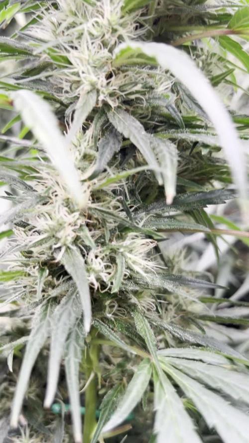 1Q2025 (ON Haze x Original Haze) x Northern Lights #2 [AGSeedco]
