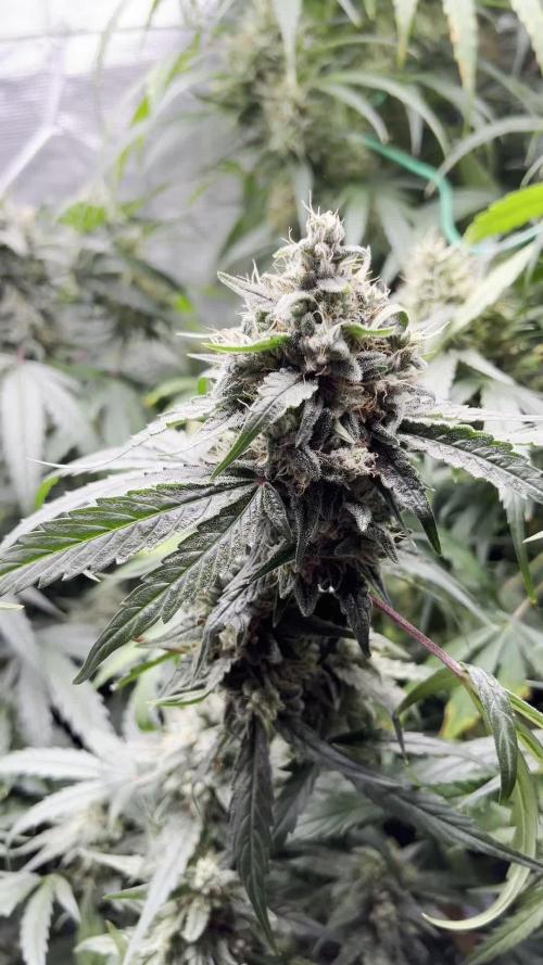 1Q2025 (ON Haze x Original Haze) x Northern Lights #2 [AGSeedco]