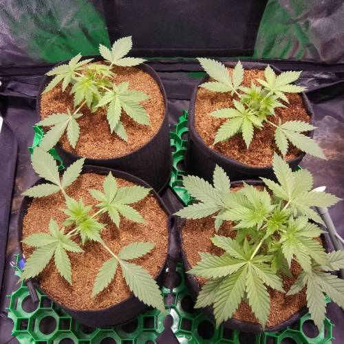 blueberry & cream caramel . Week 3