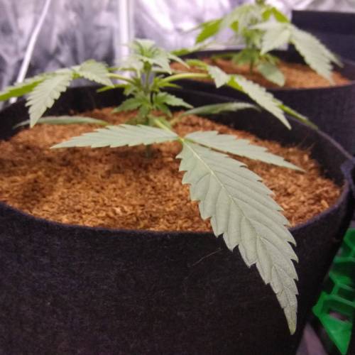 blueberry & cream caramel . Week 3