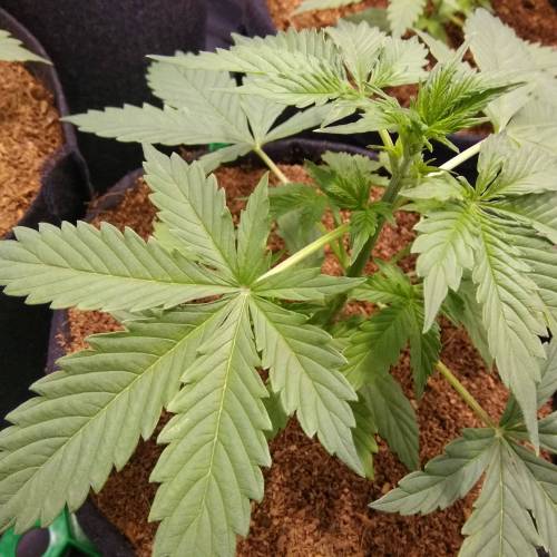 blueberry & cream caramel . Week 3