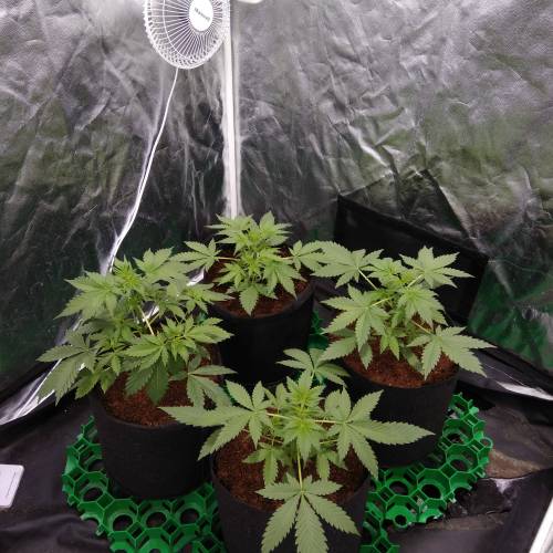 blueberry & cream caramel . Week 4