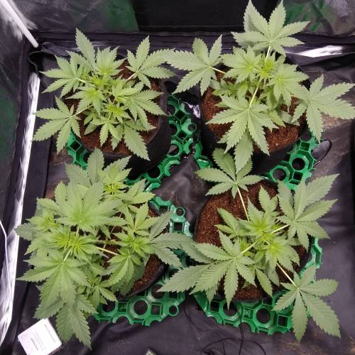 blueberry & cream caramel . Week 4