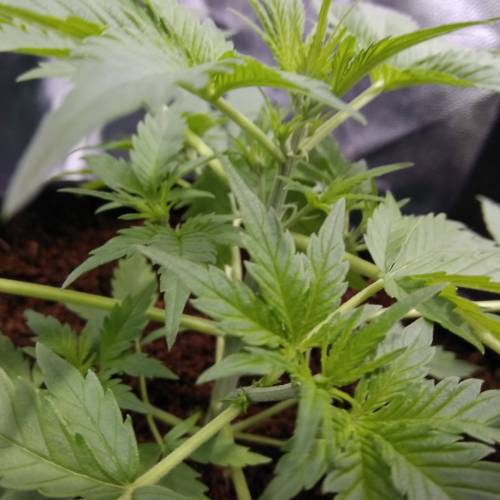 blueberry & cream caramel . Week 4