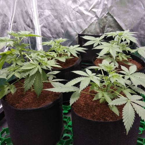 blueberry & cream caramel . Week 4