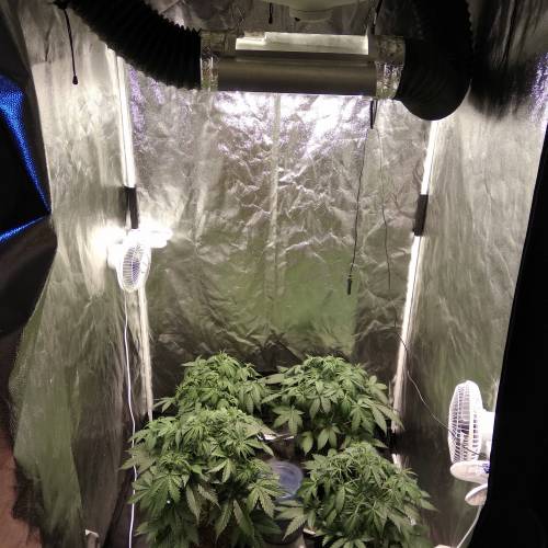 blueberry & cream caramel . Week 5