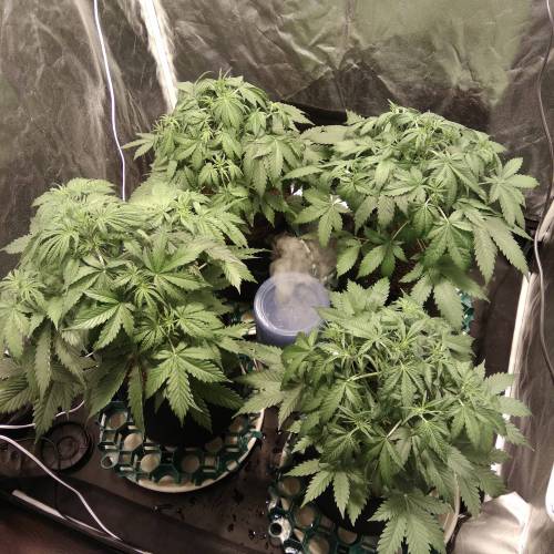 blueberry & cream caramel . Week 5