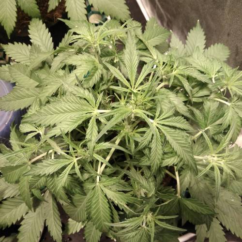 blueberry & cream caramel . Week 5