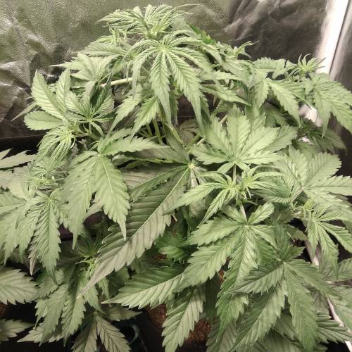 blueberry & cream caramel . Week 5