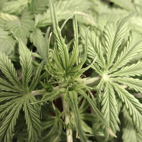 blueberry & cream caramel . Week 5