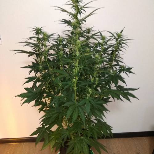 blueberry & cream caramel . Week 7