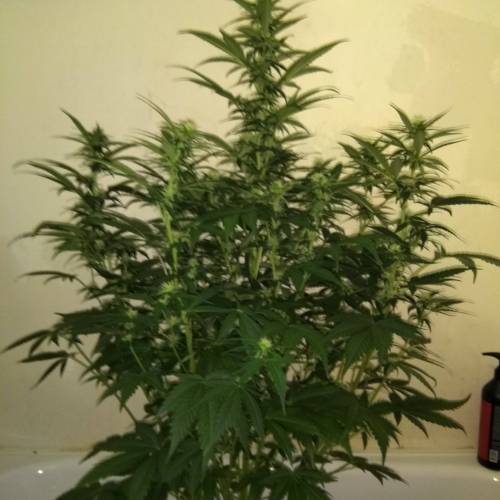 blueberry & cream caramel . Week 7