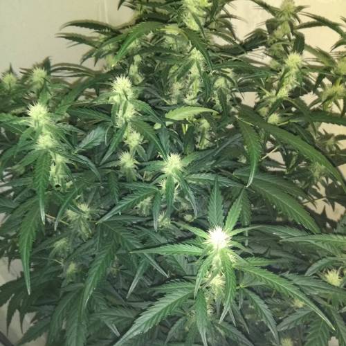 blueberry & cream caramel . Week 7