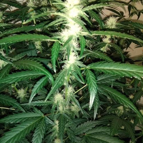 blueberry & cream caramel . Week 7