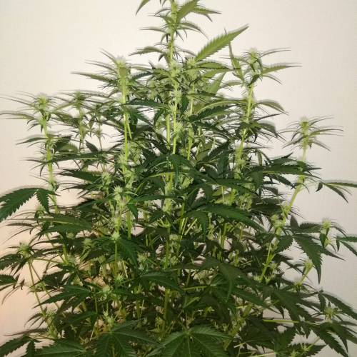 blueberry & cream caramel . Week 7