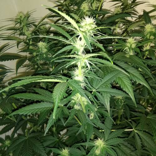 blueberry & cream caramel . Week 7