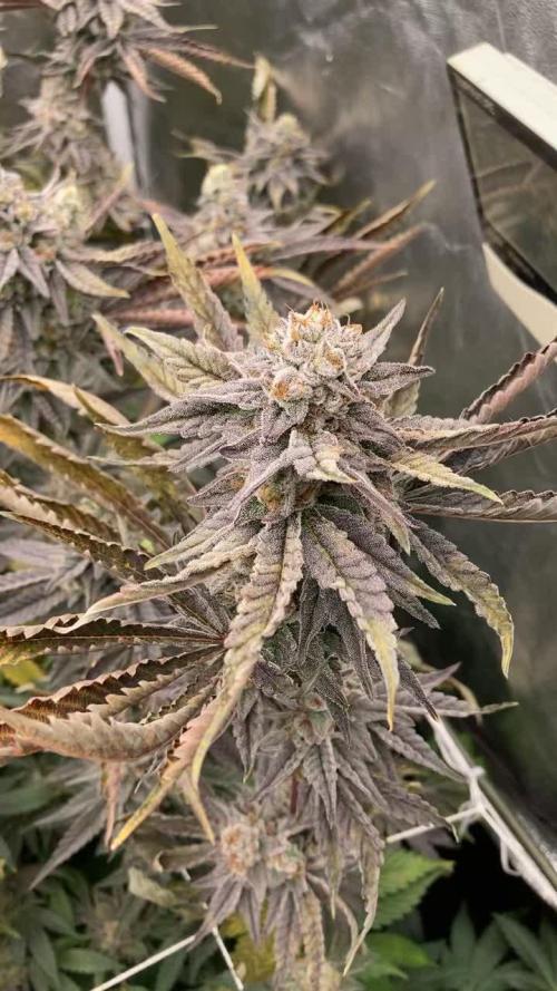 Zoy Sauce Pheno#1 clones (LIT Farms)
