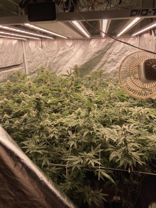 Glazed Pastries (In House Genetics). Week 14