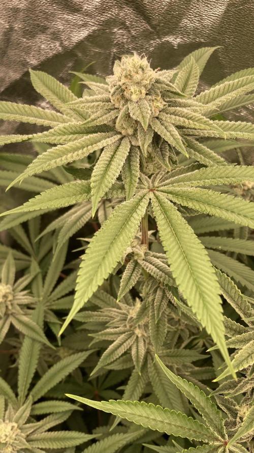 Glazed Pastries (In House Genetics). Week 14