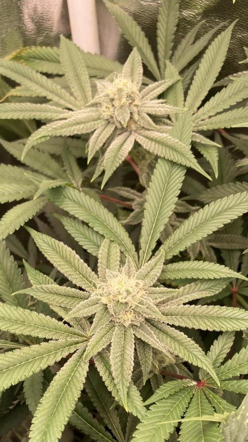 Glazed Pastries (In House Genetics). Week 14