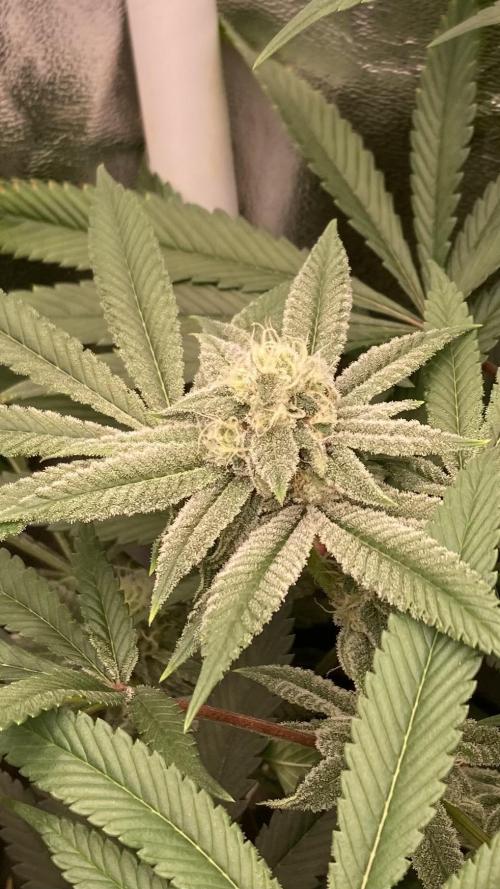 Glazed Pastries (In House Genetics). Week 14