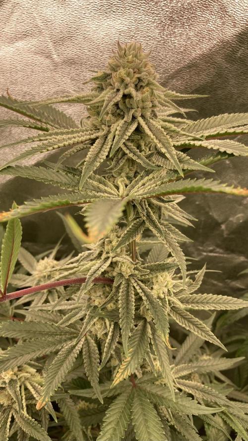 Glazed Pastries (In House Genetics). Week 14