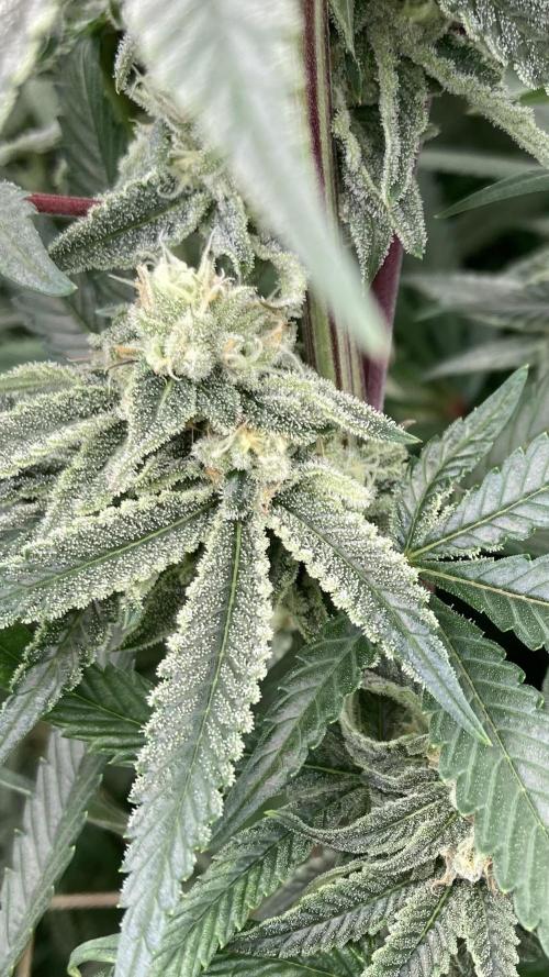 Glazed Pastries (In House Genetics). Week 14