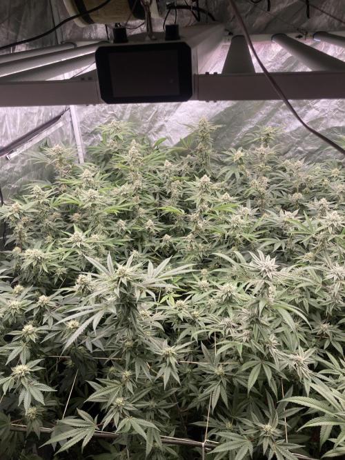 Glazed Pastries (In House Genetics). Week 14