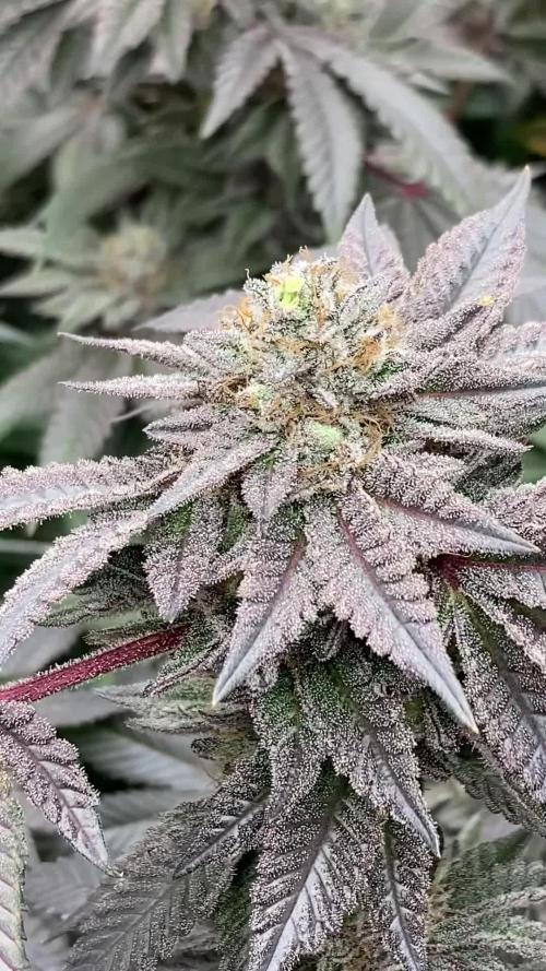 MotorOG#2 Purple/Black Pheno (LIT Farms)