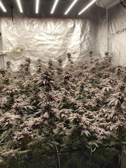 MotorOG#2 Purple/Black Pheno (LIT Farms). Week 10