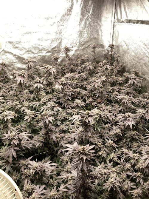 MotorOG#2 Purple/Black Pheno (LIT Farms). Week 10