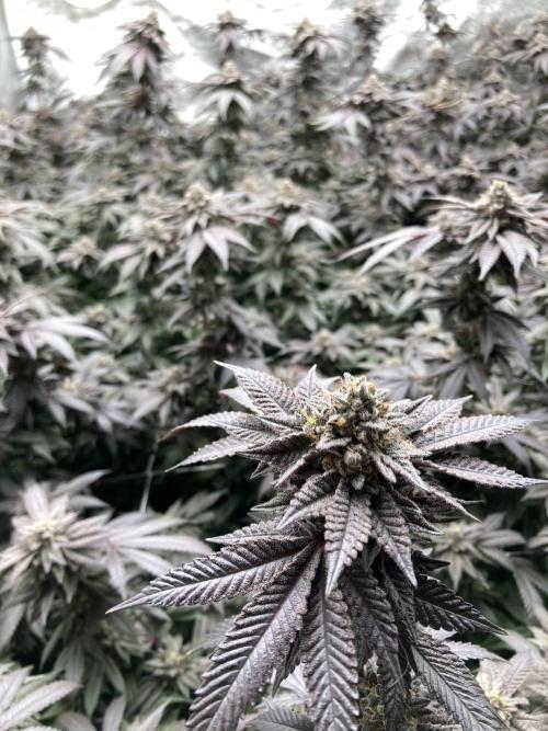 MotorOG#2 Purple/Black Pheno (LIT Farms). Week 10