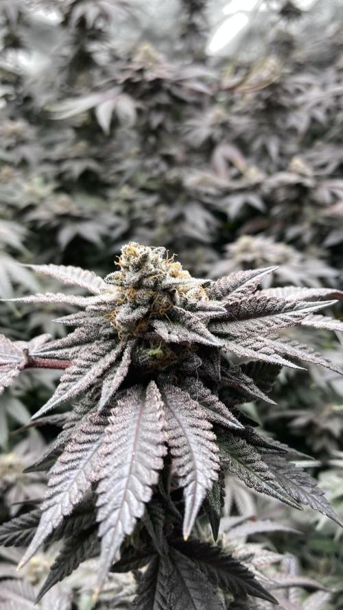 MotorOG#2 Purple/Black Pheno (LIT Farms). Week 10