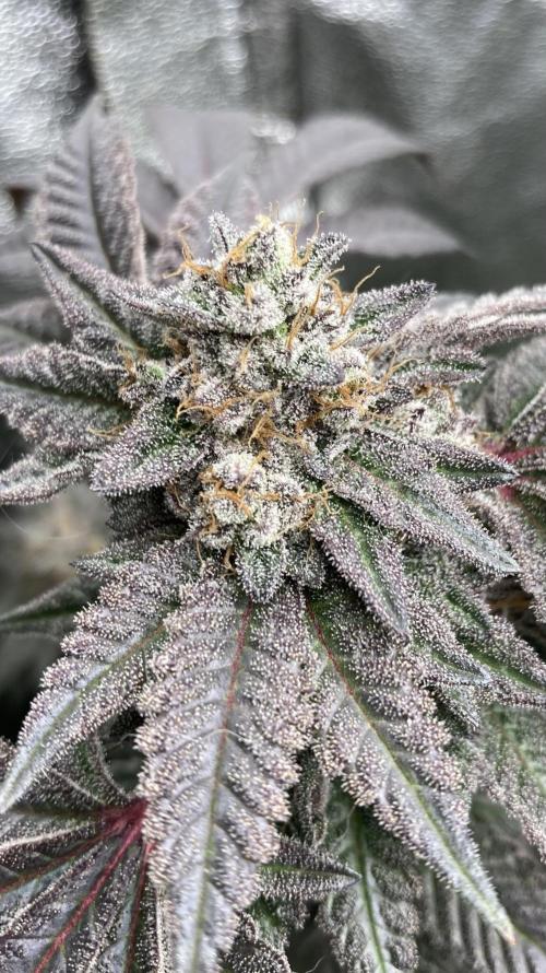 MotorOG#2 Purple/Black Pheno (LIT Farms). Week 10