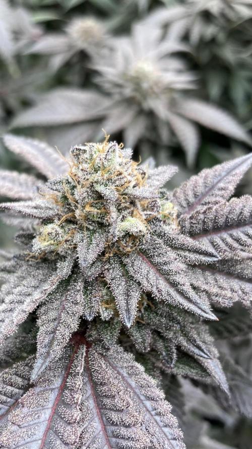 MotorOG#2 Purple/Black Pheno (LIT Farms). Week 10