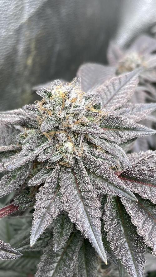 MotorOG#2 Purple/Black Pheno (LIT Farms). Week 10