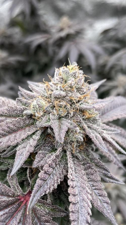 MotorOG#2 Purple/Black Pheno (LIT Farms). Week 10