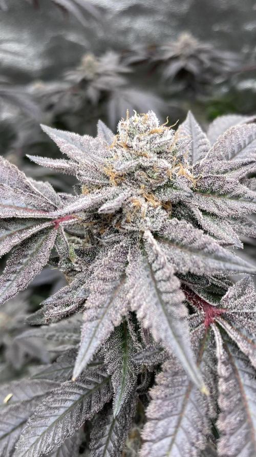 MotorOG#2 Purple/Black Pheno (LIT Farms). Week 10