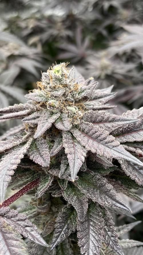 MotorOG#2 Purple/Black Pheno (LIT Farms). Week 10