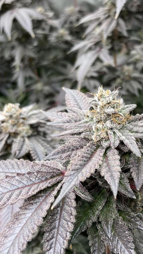 MotorOG#2 Purple/Black Pheno (LIT Farms). Week 10